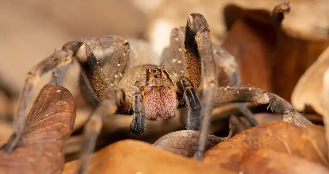 El veneno de esta araña del sur de Brasil está siendo estudiado para tratar la disfunción erectil. (AdobeStock)